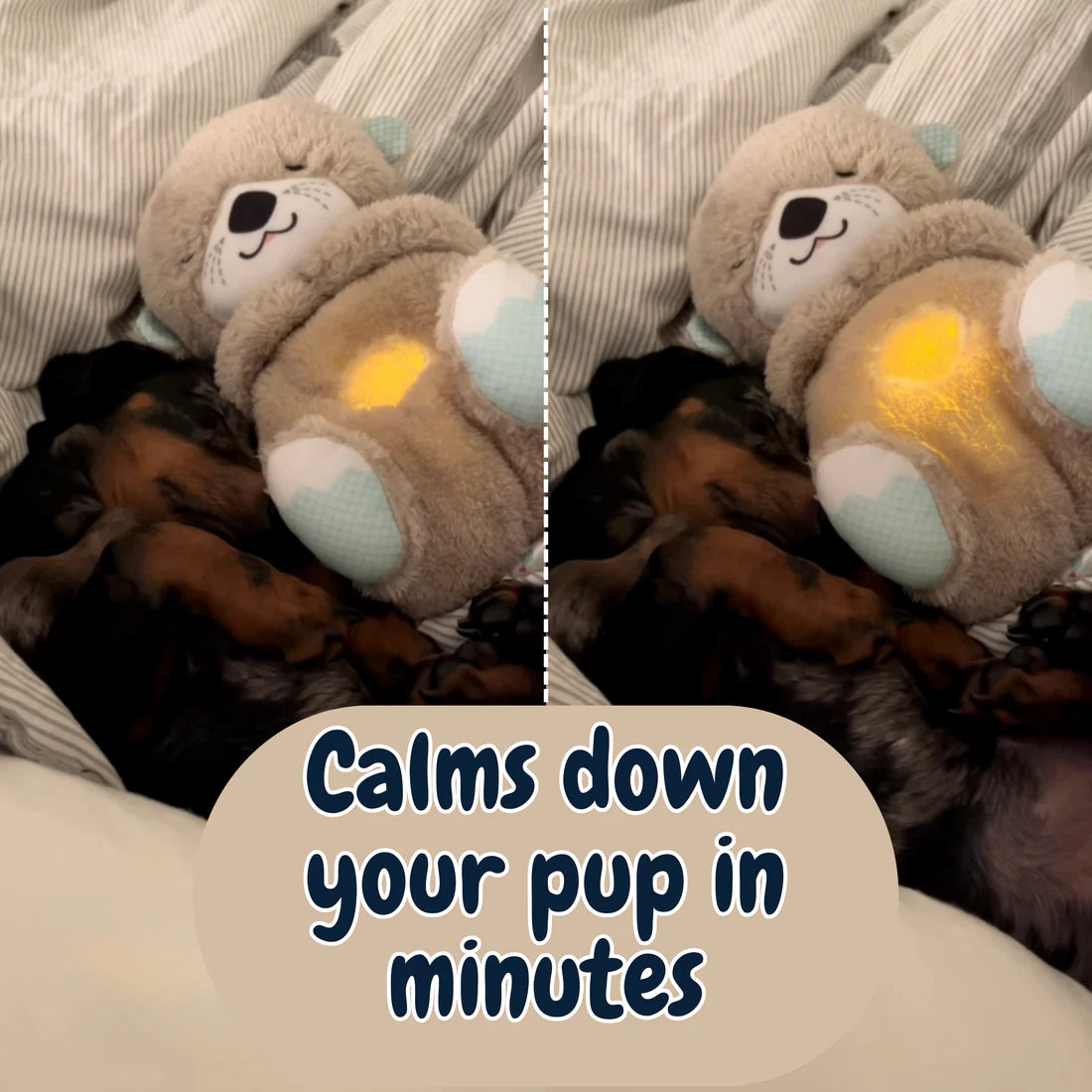 Calming Breathing Otter